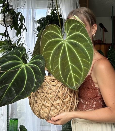 I will never not be obsessed with this plant 🌿 she’s easily in my top three favorite anthurium ever 💖 🌿 anthurium besseae aff 🌿 ________________________________________________ #houseplantcollection #houseplants #houseplantcommunity #houseplantplantclub #plantloversofinstagram #anthurium #anthuriumbesseae #anthuriumaddict #houseplantaddict #houseplantsofinstagram #plantstagram #plantstagram🌿🍃 #plantsofinstagram #plantsofinstagram🌱 #plantsofig #girlswithplants #plantcommunity #plantcollecto... Anthurium Besseae, Anthurium Magnificum, Anthurium Warocqueanum, Anthurium Clarinervium, Anthurium Plant, Plant Wishlist, Plant Parent, Inside Plants, Over The Garden Wall