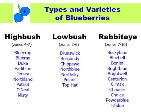 How to Grow Blueberries Grow Blueberries, Blueberry Varieties, Blueberry Gardening, Summer Planting, Garden Hacks Diy, Growing Blueberries, Berry Patch, Yard Plants, Florida Garden