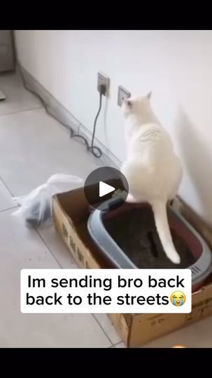 1.1K views · 5.7K reactions | The audacity to run after 😭

————
#catlovers  #animalmemes
#sadcats #catlife #bongocat #catfeatures #cats_of_world #catloversclub #catmemes #cat #cattos #catsofinstagram #catmeme #cattomemes #wholesome #catvideo #chonk #cats #politecat #memes #cats_of_instagram #sadcat #wholesomememes #funnycat #funnycatmeme #politecat #funny #cutecat #catsofinstagram #catlovers | Only Cats Page | Thirstpro · Ew Brother Ew What's That Brother Pride Jokes, The Audacity, Wholesome Memes, 1k Views, Cat Gif, Animal Memes, Cat Life, Cat Memes, Cats Of Instagram