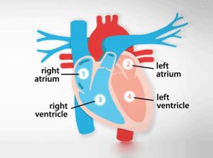 Diagram showing the four chambers of your heart Heart Chambers Diagram, Heart Structure, Heart Diagram, Perfect Heart, Heart Anatomy, Health Signs, Gold Award, Rad Tech, Heart Words