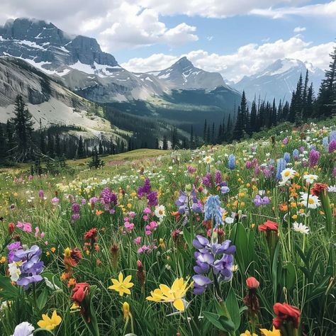 Rocky Mountain Wildflowers, Banff National Park Aesthetic, Wildflowers Colorado, Montana Wildflowers, Wc Oc, Flowers Mountain, Mountain Wildflowers, Landscape References, Aesthetic Scenery