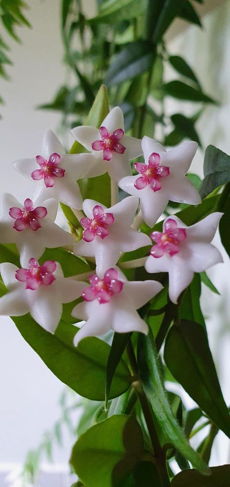 Hoya Bella Flower, Hoya Tattoo, Hoya Bella, Hoya Flowers, Hoya Plant, Valentine Bouquet, Candle Table Decorations, Very Beautiful Flowers, Nothing But Flowers