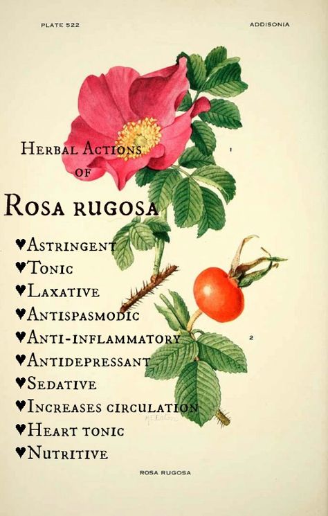 rosa-rugosa-herbal actions Rosa Rugosa Illustration, Rosa Rugosa Tattoo, Rosa Rugosa, Illustration Botanique, Wild Edibles, Botanical Illustrations, 수채화 그�림, Wild Food, Illustration Vintage