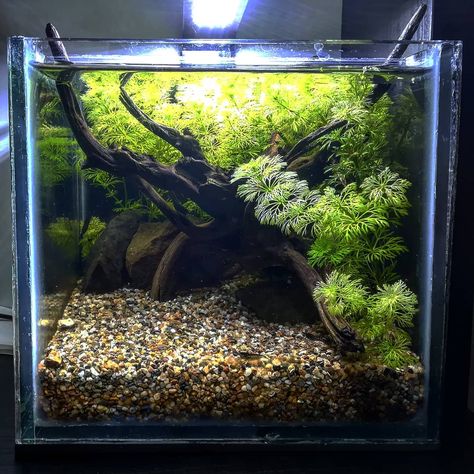 6 Gallon Fish Tank, Betta Fish Setup, Betta Fish Planted Tank, Fish Tank Designs, Guppy Tank Setup, Natural Betta Fish Tank, Betta Planted Tank, Betta Tank Ideas Aquascaping, Aquascape Betta Tank