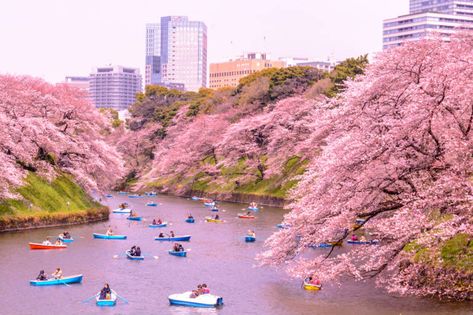 Chiyoda Cherry Blossom Festival, Late Mar–Early Apr, 2020 | Tokyo Cheapo Tokyo Sakura, Cherry Blossoms In Japan, Japan Outfits, Japan Cherry Blossom, Cherry Blossom Japan, Japan Map, Cherry Blossom Trees, Blossom Season, Visit Tokyo