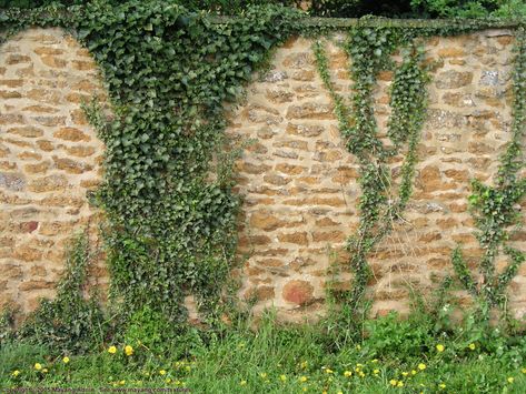 Reference - vine-covered wall Ivy Growing On Wall, Person Wrapped In Vines, Brick Wall With Vines, Vine Wall Outdoor, Ivy On Wall, Vines On Wall, Wall Ivy, Terrace Wall, Vine Fence