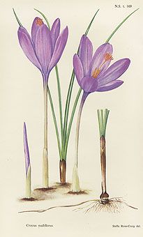 Crocus Painting, Crocus Botanical Illustration, Crocus Vernus Flower, Tulip Scientific Illustration, Flor Tattoo, Carnivorous Plants Illustration Vintage, Botanical Journal, Crocus Flower, Antique Botanical Print