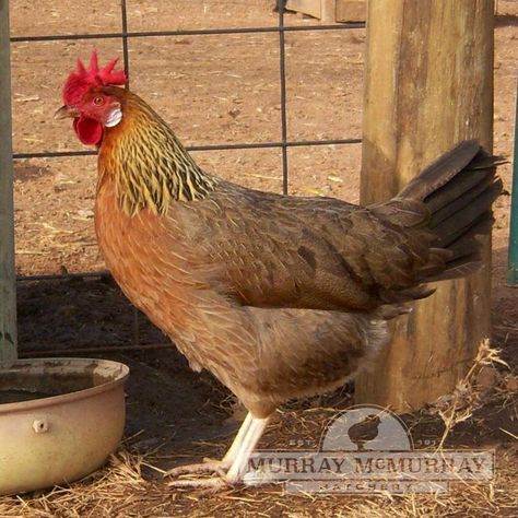 Leghorn Rooster, Chicken Breeding, Leghorn Chickens, Best Egg Laying Chickens, Bantam Chickens, Biggest Chicken, Day Old Chicks, Egg Laying Chickens, Beautiful Chickens