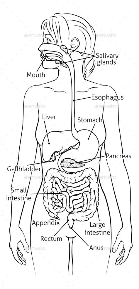 Human Digestive System Woman Anatomy Diagram Digestive System Diagram Aesthetic, Digestive System Drawing, Digestive System Drawing Easy, Digestive System Diagram Drawing, Human Digestive System Diagram, Digestive System Illustration, The Human Digestive System, Structure Of Digestive System, The Digestive System