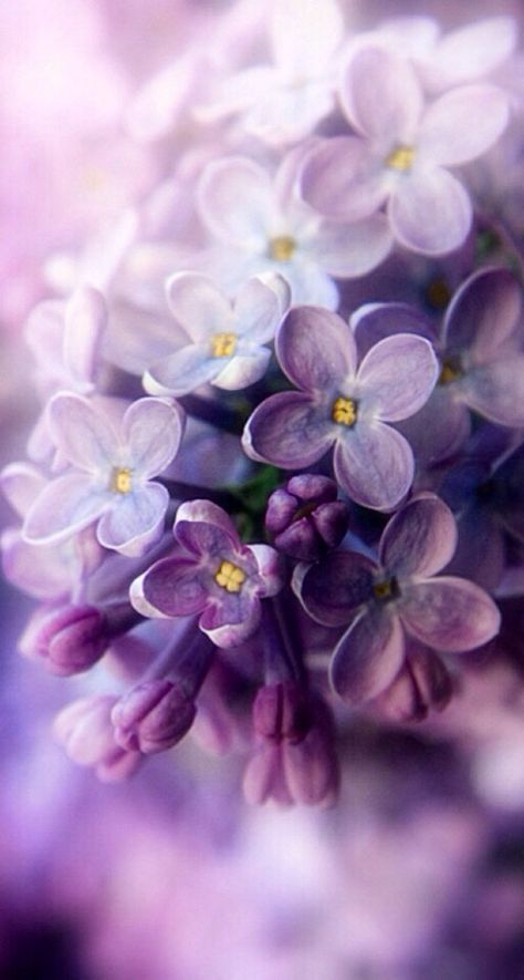 Purple  Lilacs  Close Up Lilac Cottage, Lilac Blossom, The Color Purple, Lilac Flowers, All Things Purple, Garden Care, Lilac Color, Favorite Flowers, Beautiful Blooms