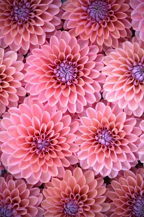 Dahlia Flower Wallpaper, Dahlia Background, Muted Flowers, Pink Dahlia Flower, Dahlias Garden, Pink Dahlia, Iphone Wallpaper Stills, Pottery Handbuilding, Pretty Images