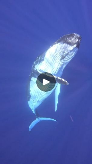 78K views · 6.1K reactions | Mesmerizing Song of the Humpback Whaale | 🎥: Rachel Moore  · Sound on! Humpbacks primarily depend on sound for sensory perception & communication. The humpback whale song can be heard thousands... | By Ocean Conservation Research - OCRFacebook Whale Song, Ocean Conservation, Humpback Whale, Ocean Life, Communication, Sound, Songs