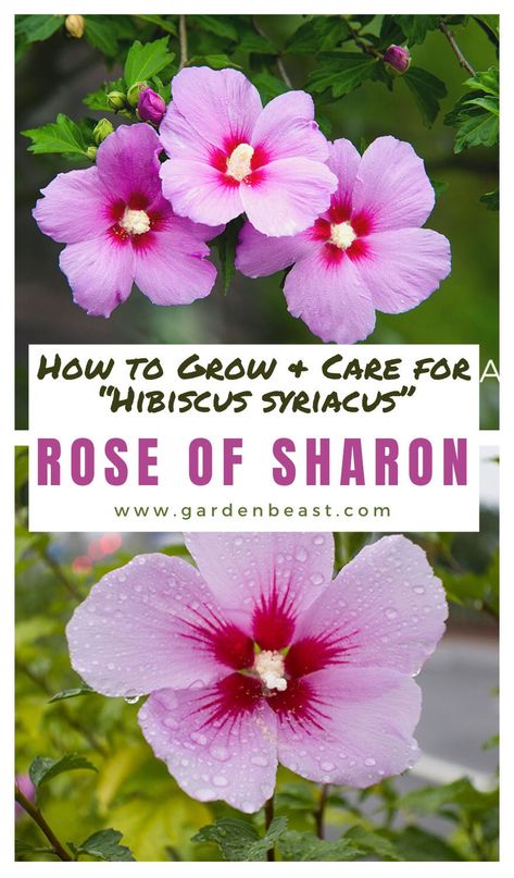 Read our complete guide to Rose of Sharon for everything you will ever need to know! Tips for planting and caring for "Hibiscus syriacus" | rose of sharon bush | rose of sharon tree | rose of sharon landscape ideas | rose of sharon care | how to grow rose of sharon | hibiscus syriacus tree #roseofsharongrowing | roseofsharonbush Roses Of Sharon, Rose Of Sharon Bush In Landscaping, Rose Of Sharon Landscape Ideas, What To Plant With Rose Of Sharon, Trimming Rose Of Sharon Bushes, Rise Of Sharon Bush, How To Propagate Rose Of Sharon, Propagating Hibiscus From Cuttings, Rose Of Sharon Tree