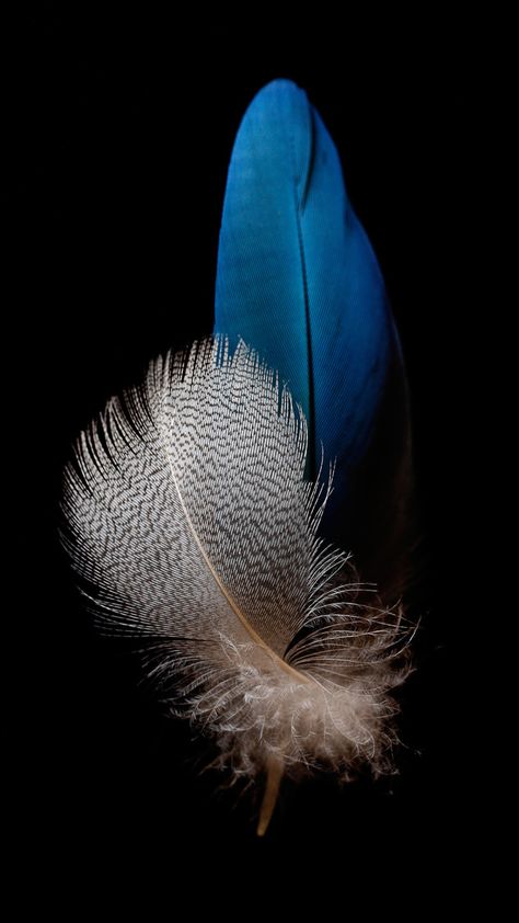 Feather 01 Feather Wallpaper Iphone, Huawei Wallpapers, Wallpaper Warehouse, Feather Wallpaper, 4k Wallpaper For Mobile, Most Beautiful Wallpaper, Phone Screen Wallpaper, Mobile Photo, Soyut Sanat Tabloları