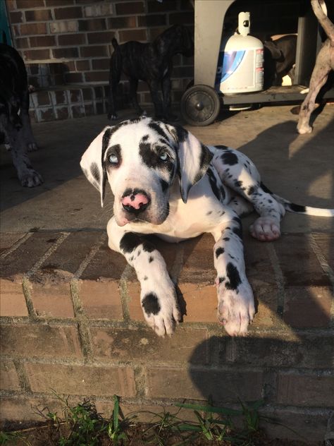 Great Dane Puppies, Harlequin Great Dane, Black Great Dane Puppy, Harlequin Great Dane Puppy, Harlequin Great Danes, Dane Puppies, Puppy Mom, Really Cute Puppies, Catahoula Leopard Dog