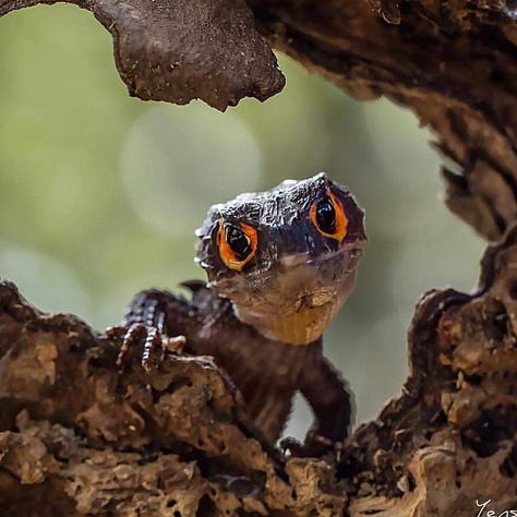 Skink Lizard, Red Eyed Crocodile Skink, Crocodile Skink, Cute Lizard, Pet Dragon, Reptile Snakes, Cute Small Animals, Cute Reptiles, Reptiles Pet