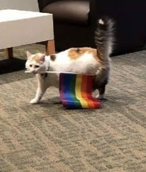 Pride Month, A Cat, We Heart It, Walking, Lost, Rainbow