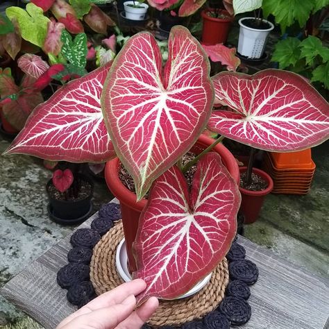 On the 7th day...🎶🎼🎵 . #caladium #caladiumindonesia #lokaltakgentar #caladiumhybridindonesia #caladiumhybrid #caladiumlovers #indonesiaplantclub #caladiumaddict #caladiumjakarta #caladiumbanten Plant Leaves Turning Brown, Caladium Plant, Shade Garden Plants, Elephant Ear Plant, Calathea Plant, Poisonous Plants, Colorful Plants, Nature Garden, Propagating Plants