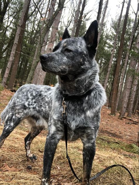 Herding Dogs Breeds, Aussie Cattle Dog, Austrailian Cattle Dog, Australian Cattle Dog Blue Heeler, Blue Heeler Dogs, Coban, Aussie Dogs, Australian Cattle Dogs, Herding Dogs