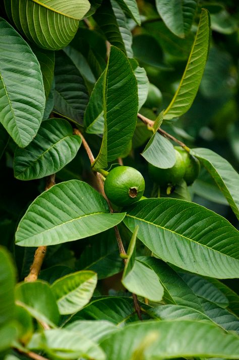 Guava | Bear Man | Flickr Guava Aesthetic, Guava Leaves, Leaf Photography, Bear Man, Moon Pictures, Tropical Forest, Tropical Rainforest, Hair Care Routine, Care Routine