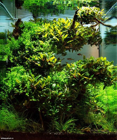 Square Aquascape, Java Fern, Aqua Inspiration, Amano Aquascape, Java Fern Aquascape, Seiryu Stone Aquascape, Aquascape Seiryu Stone, Amazing Aquariums, Shrimp Tank