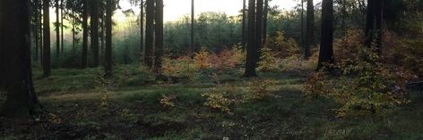 Green Banner Twitter, Forest Header, Nature Header, Forest Banner, Toby Rogers, Head Twitter, Nature Banner, Long Photos, Wood Banner