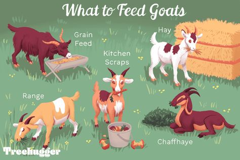 If you're starting a goat herd, you will know that goats require some knowledge to feed them right. Goat Playground, Goat Pen, Small Goat, Mini Goats, Happy Goat, Pet Goat, Goat House, Feeding Goats, Raising Farm Animals