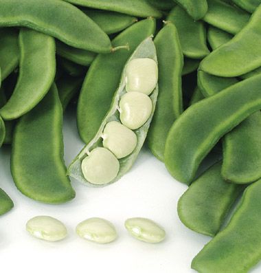 Fordhook 242 Lima Bean, Bean Plant, Bean Seeds, Survival Gardening, Lima Beans, Butter Beans, Bean Sprouts, Seed Butter, Organic Seeds