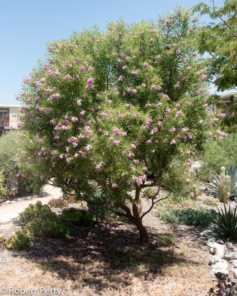 Desert Willow Tree, Texas Landscaping, Arizona Backyard, Desert Willow, Arizona Gardening, Low Water Gardening, Waterwise Garden, Home Gardens, Song Birds