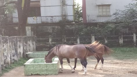 Race horse mating Horses Mating Equestrian, Horse Mate, Horse Racing, Animal Photography, Equestrian, Horses, Animals