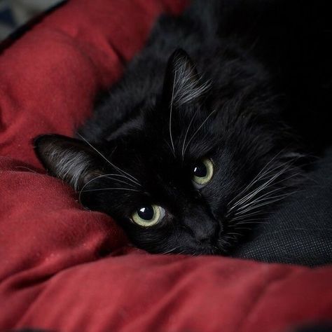 Cute Black Cat Aesthetic, I See Red, Red Icons:), Dark Feminine Aesthetic, A Black Cat, Cat Aesthetic, Dark Feminine, Red Aesthetic, Pretty Cats