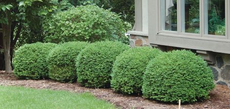 Green Velvet Boxwood Landscaping, Velvet Boxwood, Green Velvet Boxwood, Boxwood Landscaping, Shrubs For Landscaping, Boxwood Plant, Broadleaf Evergreen, Front Garden Design, Foundation Planting