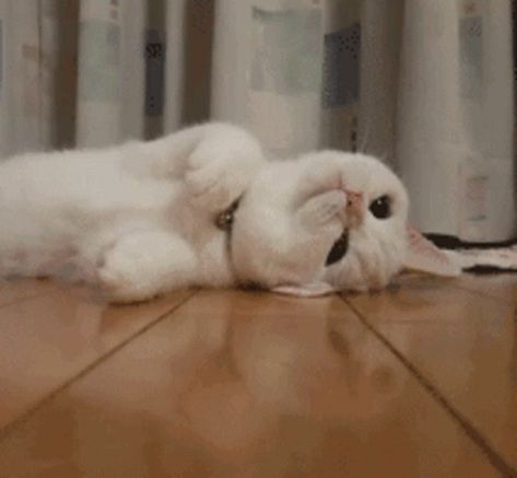 Cute Cat GIF - Cute Cat Kitten - Discover & Share GIFs Animal Poses, Tenor Gif, Perfect Cute, Pet Vet, Cute Cat Gif, Say More, Cute Gif, Cat Gif, Animal Gifs