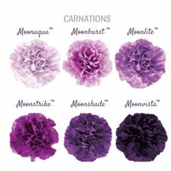 Moon Purple and Lavender Carnations - buy wholesale flowers - JR Roses Moon Series Carnations, Purple Lavender Bouquet, Lilac Purple Decorations, Lilac And Deep Purple Wedding, Dark Purple Wedding Flowers Centerpieces, Purple Carnations Bouquet, Dark Purple Carnations, Purple Carnation Wedding Bouquet, Shades Of Purple Wedding Decorations