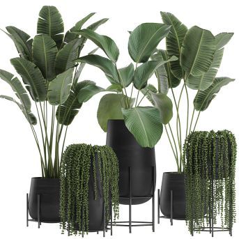 Plant Arrangements Indoor, Indoor Office Plants, Elegant Plants, Shade Plants Container, Fall Container Plants, Tropical Indoor Plants, Fall Container Gardens, Fall Containers, Plant Decor Indoor