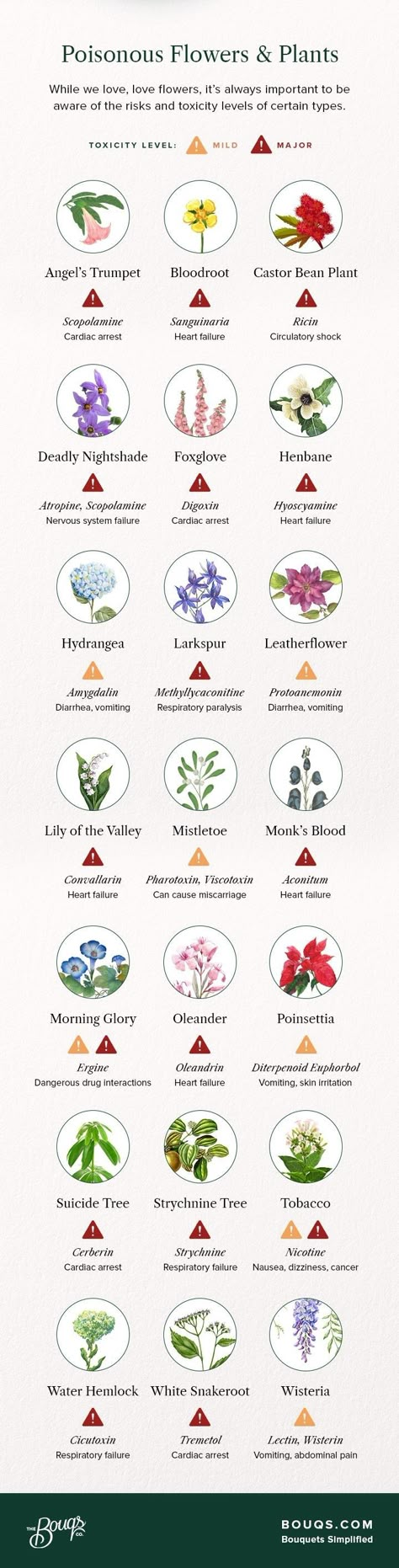 Poisonous Flowers, Deadly Plants, Toxic Plants, Poison Garden, Different Types Of Flowers, Poisonous Plants, Flower Meanings, Writing Inspiration Prompts, Herbal Magic