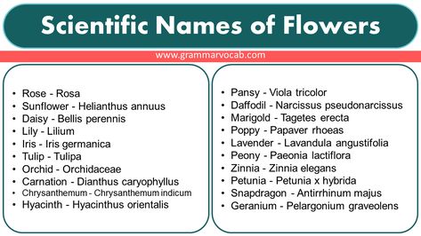 Here is a list of scientific names of flowers: Scientific Flower Names List Rose – Rosa Sunflower – Helianthus annuus Daisy – Bellis perennis Lily – Lilium Iris – Iris germanica Tulip – Tulipa Orchid – Orchidaceae Carnation – Dianthus caryophyllus Chrysanthemum – Chrysanthemum indicum Hyacinth – Hyacinthus orientalis Pansy – Viola tricolor Daffodil – … Scientific Names of Flowers Read More » Scientific Names List, Scientific Names Of Flowers, Carnation Dianthus, Chrysanthemum Indicum, Viola Tricolor, Dianthus Caryophyllus, Plant Names, Zinnia Elegans, Paeonia Lactiflora