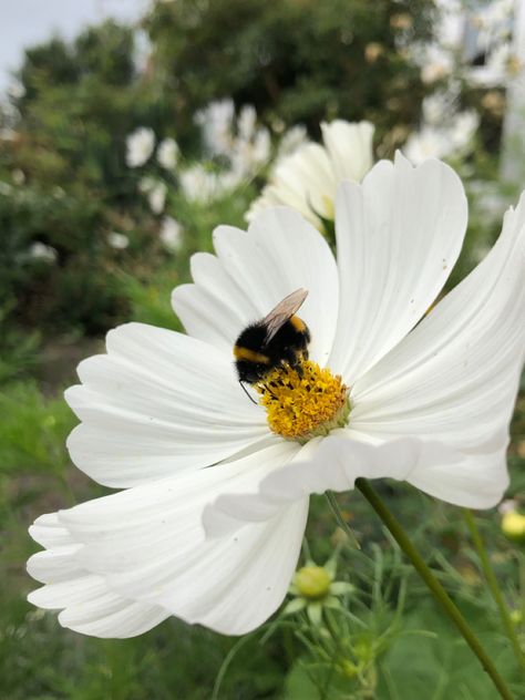 Bee on a flower, photo taken by me :) #bee #bees #savethebees #flower #macrophotography #nature #wildlife #beephoto #closeup #bumblebee Bees Astethic, Bumble Bee On Flower, Bumblebee Aesthetic, Bees On Flowers, Fluffy Bee, Bee Aesthetic, Bee On A Flower, Honey Bee Flowers, Macrophotography Nature