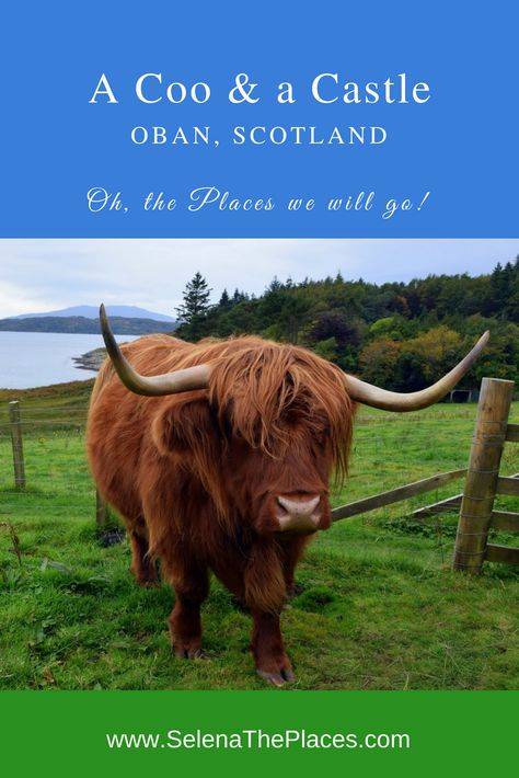 Oh, the places we will go!: A Coo & a Castle in Oban, Scotland Oban Scotland, Scotland Vacation, Isle Of Lewis, Scotland Road Trip, Travel Scotland, Isle Of Harris, United Kingdom Travel, Outer Hebrides, Visit Scotland