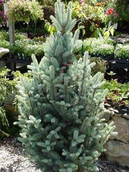 Front Yard Trees, Yard Trees, Evergreen Landscape, Colorado Blue Spruce, Trees For Front Yard, Picea Pungens, Landscaping Around Trees, Front Yards Curb Appeal, Landscaping Trees