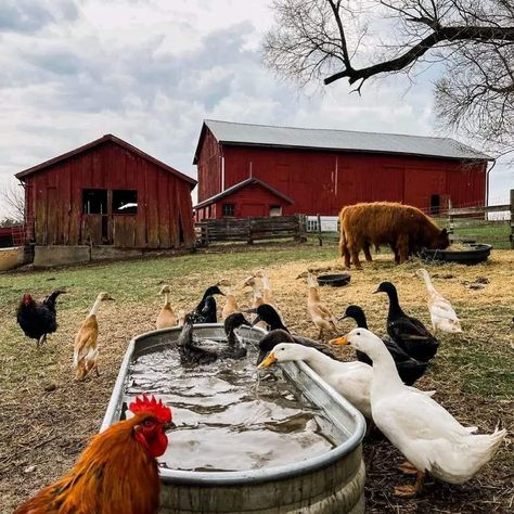 Chickens And Ducks, Homestead Farm, Future Farms, Farm Lifestyle, Dream Life House, Western Life, Country Lifestyle, Ranch Life, Farms Living