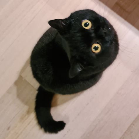 Black cute cat with big round yellow eyes Black Cat Looking Up, Black Cat With Green Eyes, Hogwarts Shifting, Black Cat Yellow Eyes, Black Cat With Yellow Eyes, Fluffy Black Cat With Blue Eyes, Fran Bow, Black Cat Yellow Eyes Aesthetic, Shocked Face