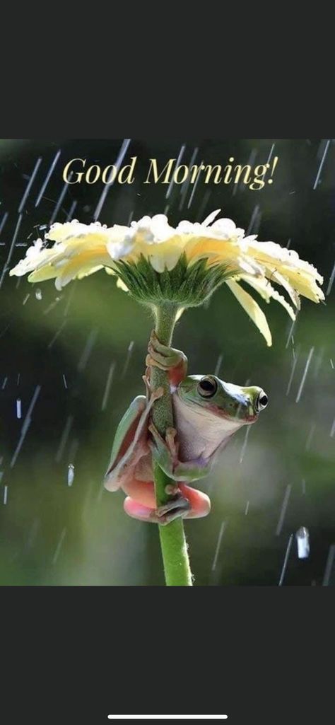 Dumpy Tree Frog, Whites Tree Frog, Amazing Frog, Sweet Hug, Garden Frogs, Frog Pictures, Frog Art, Cute Frog, Animal References