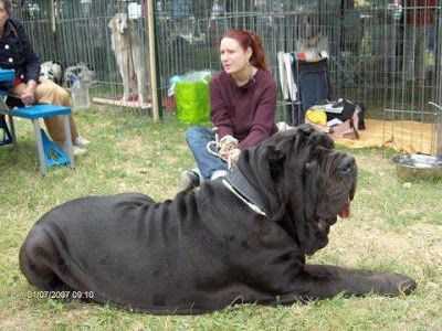 Largest Mastiff Breed | Neapolitan Mastiff or Italian Mastiff, is a large, ancient dog breed ... Worlds Biggest Dog, Ancient Dog Breeds, Mastiff Breeds, Neapolitan Mastiffs, Giant Dog Breeds, Tibetan Mastiff, Huge Dogs, Mastiff Dogs, Giant Dogs