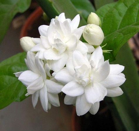 Guide to Jasminum Sambac: How to Grow and Care for “Arabian Jasmine” Jasmine Drawing, Arabian Jasmine, Jasminum Sambac, Heliconia Flower, Scent Garden, Rose Flower Photos, Jasmine Plant, Morning Nature, Fragrant Garden