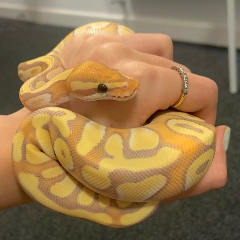 Banana Morph Ball Python, Ball Python Photography, Banana Snake Python, Cute Pet Snake, Pastel Banana Ball Python, Snakes Ball Pythons, Banana Pastel Ball Python, Pet Snake Aesthetic, Ball Python Cute