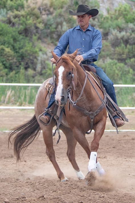 Horse And Rider Photography, Working Cow Horse, Horse Competition, Calf Roping, Cow Horse, Eventing Horses, Team Roping, Horse Trainer, Cattle Ranching