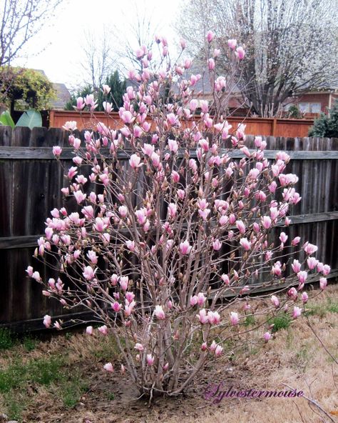 Jane Magnolia Tree Landscaping, Magnolia Tree Landscaping, Japanese Magnolia Tree, Jane Magnolia Tree, Magnolia Shrub, Saucer Magnolia Tree, Magnolia Bush, Small Backyard Landscape, Jane Magnolia