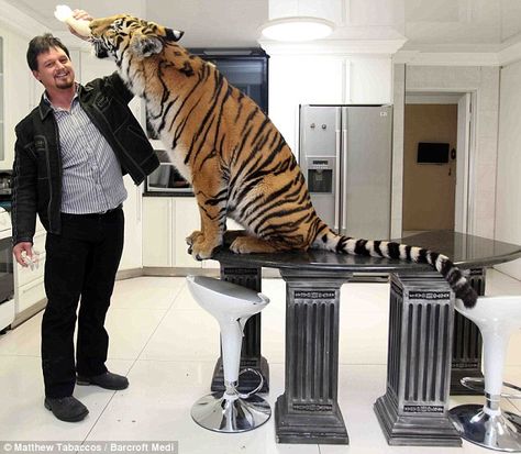 You're gonna need a bigger table: Mr Jamison feeds his tiger on the kitchen table South African Homes, African Home, Pet Tiger, Bengal Tiger, Small Cat, Guard Dogs, Love Pet, Cat House, South African