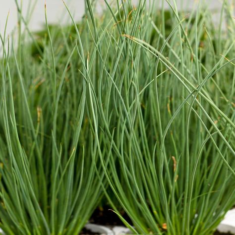 JUNCUS_GRACEFUL_GRASSES_BLUE_MOHAWK_SOFT_RUSH_PW_JUNBM_01 Rush Plant, Blue Mohawk, Proven Winners Perennials, Garden Mum, Evergreen Plants, Container Design, Water Wise, Outside Living, Potting Soil